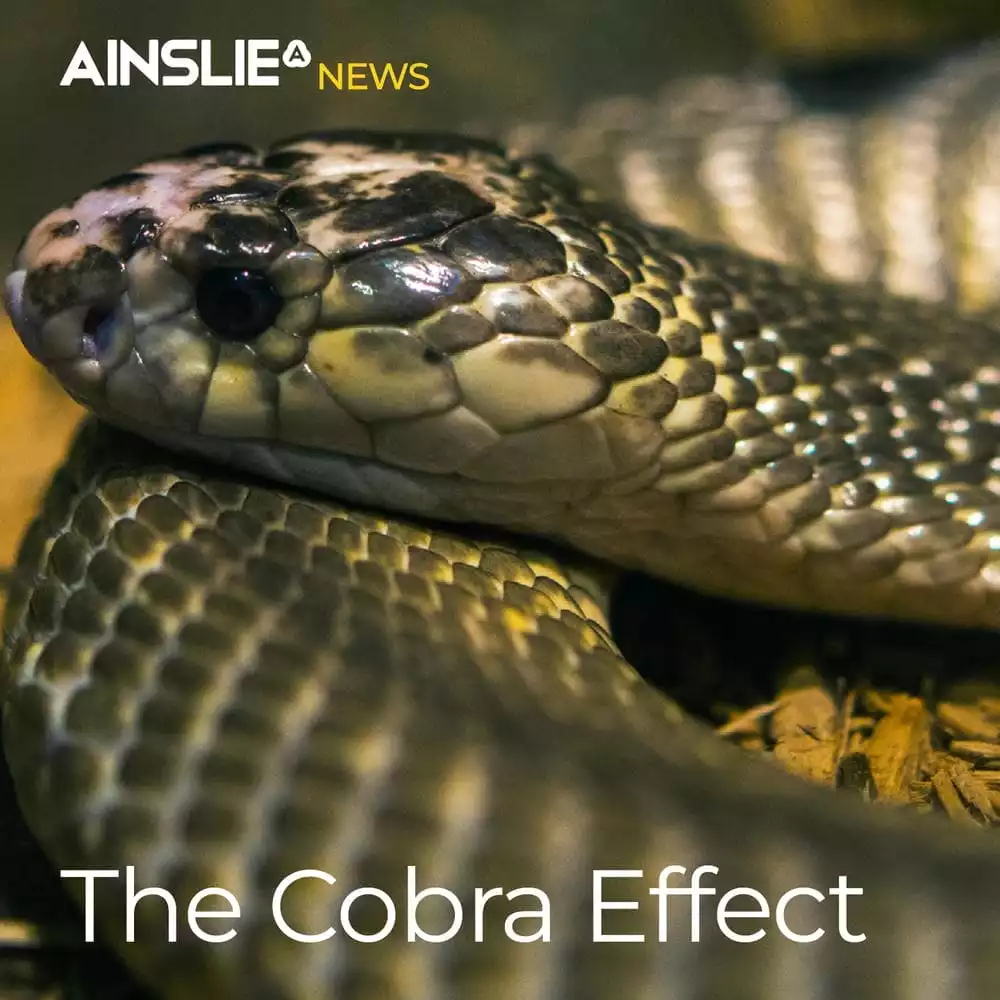 The Cobra Effect and the Unintended Consequences of Government Interference